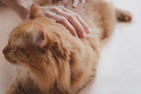 Ginger cat lying on the floor and enjoying while being brushed and combed remove old cat fur in...