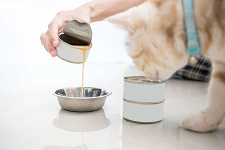 Close up hand women pour the soup into the container and feed the cat for to eat and a silver American shorthair cat is walking to a healthy meal : Feeding healthy food for petsの写真素材