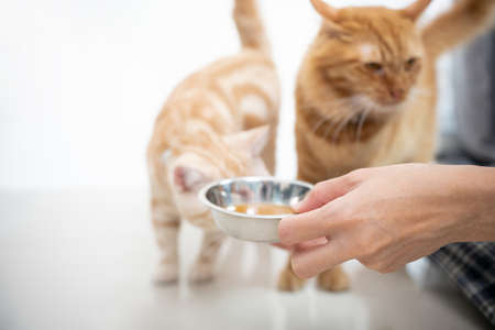 Close up hand women pour the soup into the container and feed the cat for to eat and a silver American shorthair cat is walking to a healthy meal : Feeding healthy food for petsの写真素材