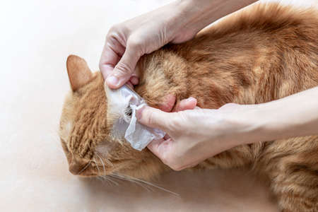 Woman cleaning cat ears for the good health of the orange scottish cat sleeping to clean on the floorの写真素材