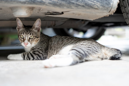 Gray tabby cat sitting under car Relax and avoid unsafe environments on cement floorの写真素材