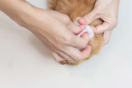 Women use cotton wool to clean the cat's ears for good health of the petの写真素材