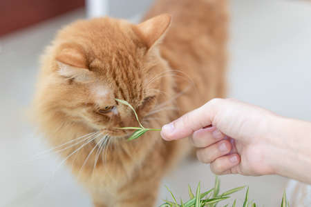Close up hand women hold Thyrsostachys siamensis Gamble and ginger cat in  home for the health of cats when they are sickの写真素材