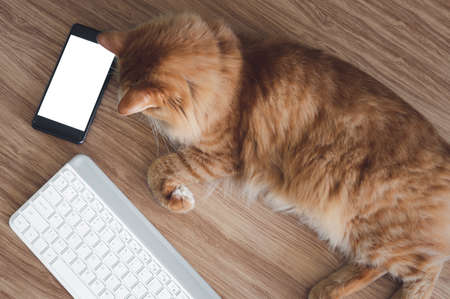 Work from home concept : White keyboard computer smartphone  on the light brown wood table and a cat sleep on the deckの写真素材