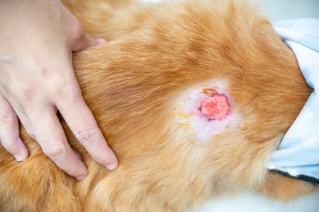 Close up Infected wounds on the cat's skin injured on the body of a ginger cat and having to shave the hair to heal the wound from infectionの写真素材