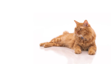 Ginger cat sitting on on a white tiled floor with blur white background for texture and copy spaceの写真素材