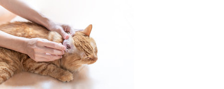 Close up hand women use cotton cleaning ear Ginger cat for the good health and a cat sleeping to clean on the floor : Copy space and texture imageの写真素材