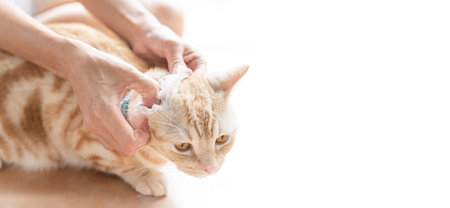 Woman cleaning cat ears with white clean cloth for the good health of the orange cat sleeping to clean on the floor , texture and copy space concept photoの写真素材