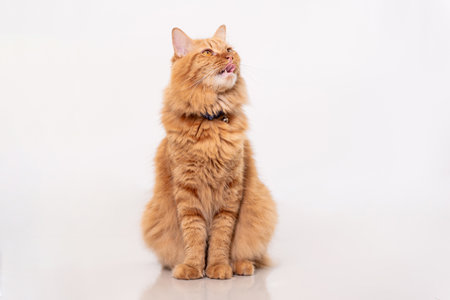 Ginger cat sticks out its tongue because it's hungry and sitting on cream-colored floor tiles with white wall in a clean homeの写真素材