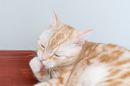 Scottish cats with black stripes sleep on the white floor and the woman is applying gel on her hands to treat thrush. for the good health of petsの写真素材