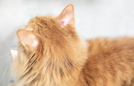Ginger cat ears with wound with fungal lesions ,take care of the cleanliness of your pets to keep them healthy.の写真素材