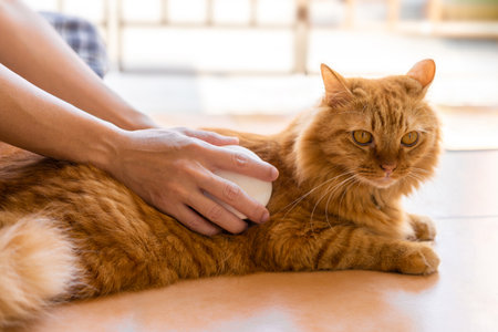 Pet good health care and cleaning concept, women with ginger car sit on the floor and use comb to brush cat hair after bath for the good health of pets to remove deteriorated cat hairの写真素材