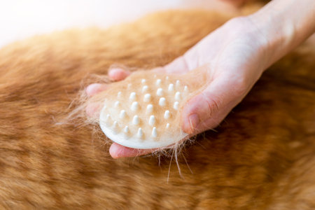Pet good health care and cleaning concept, Closeup brush in hand women and ginger cat hair, good cat's health, basic health care and pet cleanlinessの写真素材