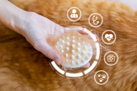 Pet good health care and cleaning concept, Woman brushing ginger cat hair To analyze the cat's health and determine the cause to provide information to the vetの写真素材