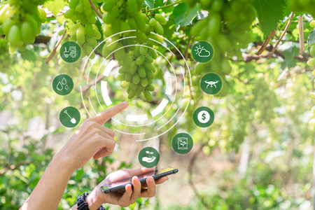 Hands of farmers holding smartphone and pointed at the grapes,Agriculture technology concept,Farmers analyze yields with smart technology for business growth in the vineyard and modern interface iconsの写真素材