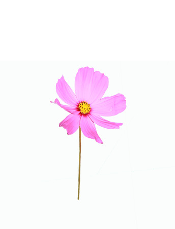 Pink flower Cosmos on white backgroundの写真素材