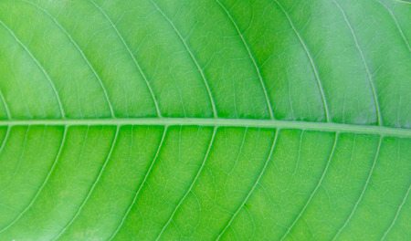 Green mango leaf close up