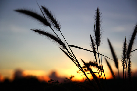 Flowers at sunrise A new dayの写真素材