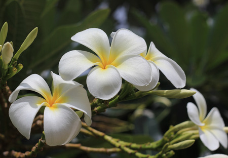Frangipani, Dok Champaの写真素材