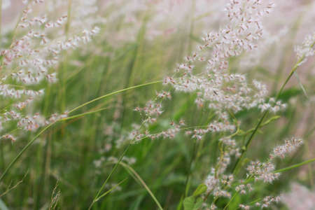 Backlit purple Kumis kucing with Rim Lightの写真素材