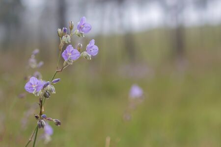 Elegant Murdannia on Phu Soi Daoの写真素材