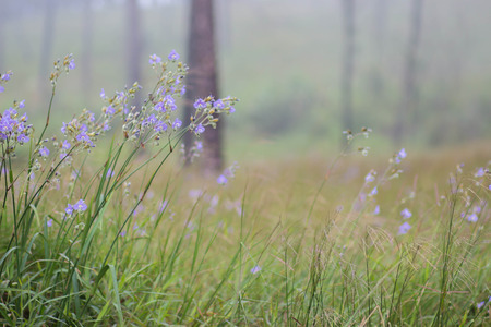 Elegant Murdannia on Phu Soi Daoの写真素材