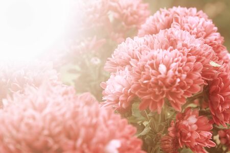 Pink blurred Chrysanthemums vintage color style for backgroundの写真素材
