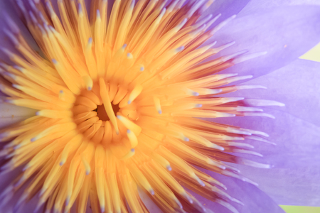 Select focus of close up yellow-purple lotus flower.の写真素材