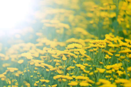 bouquet of blurred beautiful yellow daisies in morning color tone for backgroundの写真素材