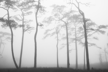 Silhouette trees in the forests with fog in winterの写真素材