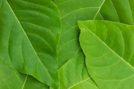 green leaf background