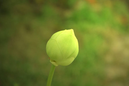 Lotus Budの写真素材