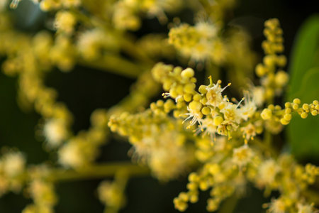 Flowers and young fruit of longan の写真素材