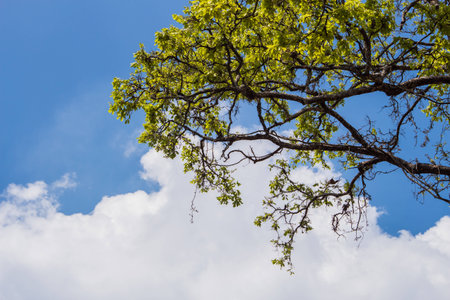 Tree of Salween