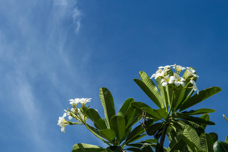Frangipani in blue skyの写真素材