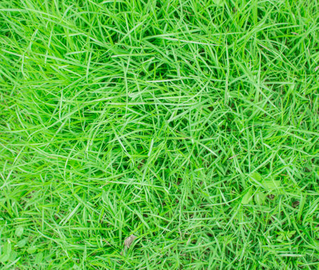 Green grasses