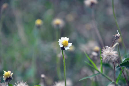 Grass Flower の写真素材