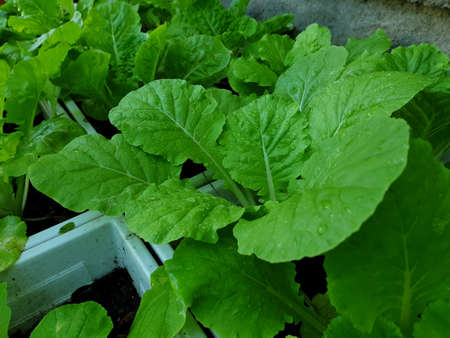Greenery background, green color of nature plant and leaf environment greenery conceptの写真素材