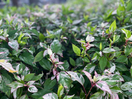 Greenery background, green color of nature plant and leaf environment greenery conceptの写真素材
