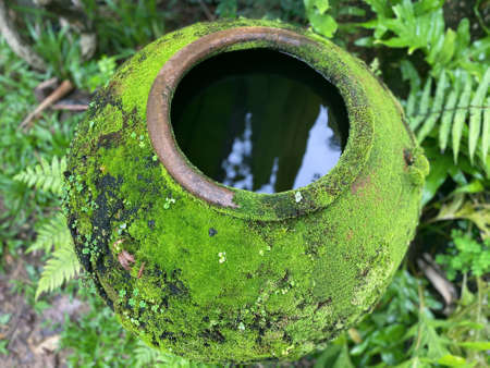 Big earthen jar, Water bowl or jar made from clay covered with moss naturally occurring in a moist and shady atmosphere put decorations in the gardenの写真素材