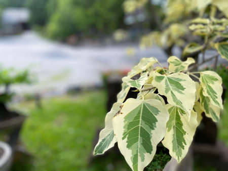 Greenery background, green color of nature plant and leaf environment greenery conceptの写真素材