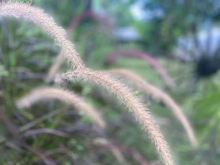 Flower of grass beautiful blooming in nature on foreground and green blurred background on the rice field or rice paddyの写真素材