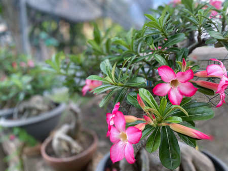Flower (Adenium obesum, Impala Lily, Mock Azalea, Sabi Star, Kudu or Desert-rose) pink color, Naturally beautiful flowers in the gardenの写真素材