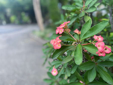 Greenery background, green color of nature plant and leaf environment greenery conceptの写真素材