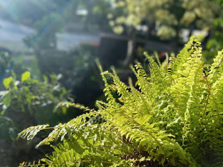 Greenery background, green color of nature plant and leaf environment greenery conceptの写真素材