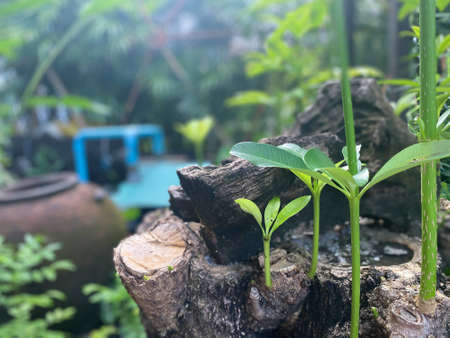 Greenery background, green color of nature plant and leaf environment greenery conceptの写真素材
