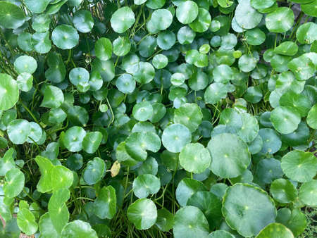 Greenery background, green color of nature plant and leaf environment greenery conceptの写真素材