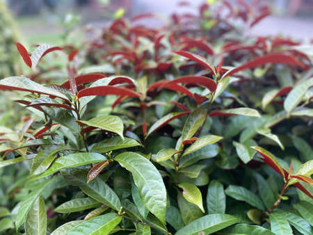 Greenery background, green color of nature plant and leaf environment greenery conceptの写真素材