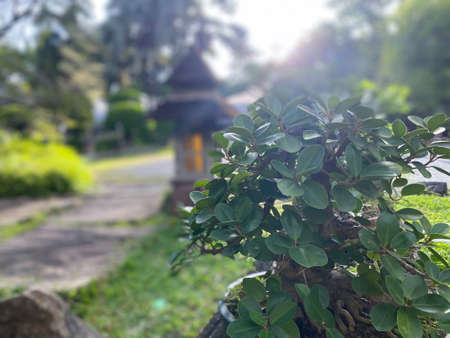 Greenery background, green color of nature plant and leaf environment greenery conceptの写真素材