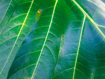 Greenery background, green color of nature plant and leaf environment greenery concept